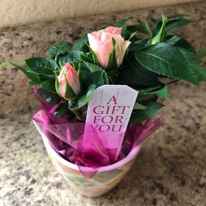 Meet your Posher, Elvira